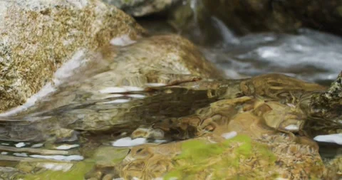 River wild stream slow motion clear pure clean fresh water nature flowing water Stock Footage 278375929