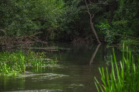 A river in the wild in summer Stock Photos