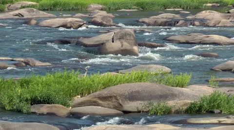 River wildlife Stock Footage 11019945