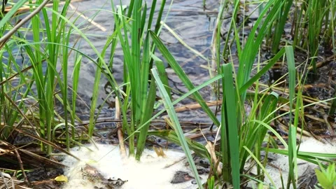 The river will draw the close-up view Stock Footage 130222333