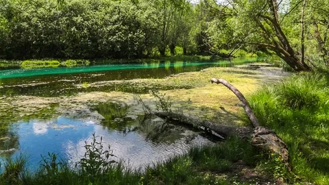 River with willow plants Stock Footage 89806911