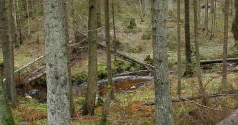 River in a windbreak forest Stock Footage 119840581