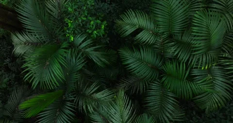 River winding through dense green forest from above Stock Footage 273018013