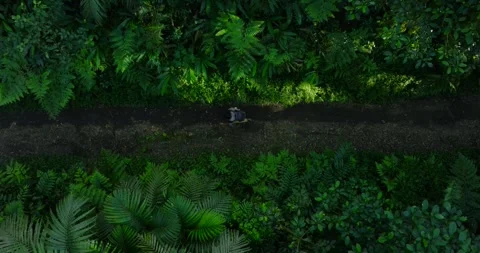 River winding through dense green forest from above Stock Footage 273018070