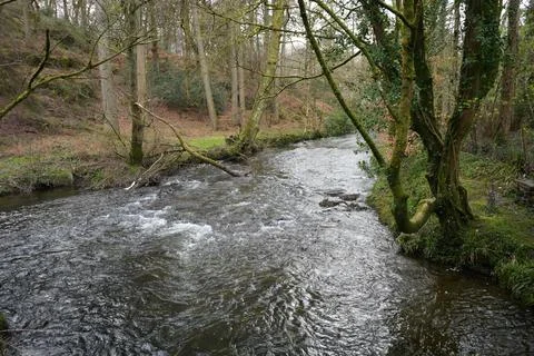 River Winding Through Mossy Forest In Early Spring, Llanberis, North Wales 库存照片