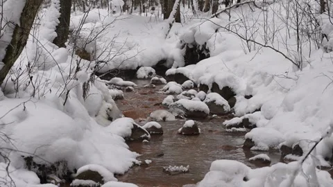 A river winding through a snowy conifer forest. A quiet forest river on a winter Video stock 329552945