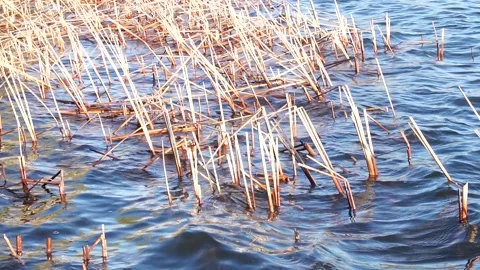 River winds reeds grass river Stock Footage 308810890