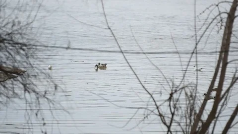 River in winter Stock Footage 83701026