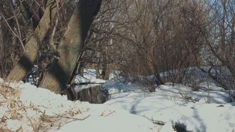 THE RIVER, THE WINTER FOREST Stock Footage 73783576