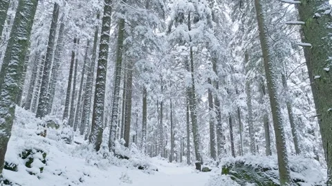 River winter forest nature tree ice outdoor season weather snow Stock Footage 265587862