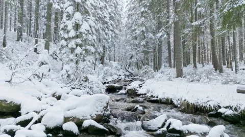 River winter forest nature tree ice outdoor season weather snow Stock Footage 265594711