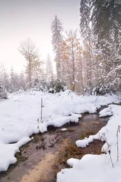 River in winter forest river in winter alpine forest, Bavaria, Germany Cop... Stock Photos