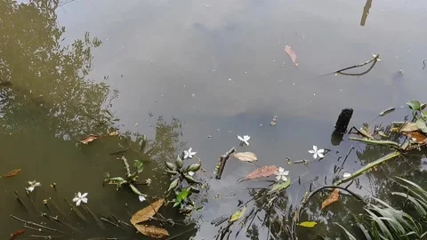 River without plastic waste Stock Footage 221963381