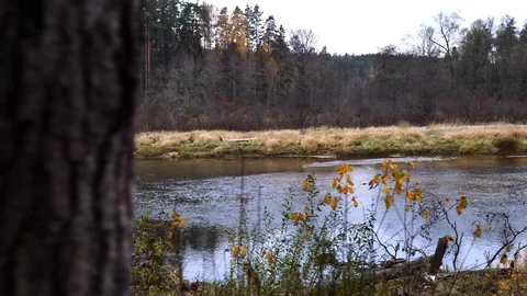 River in the wood Stock Footage 100788929