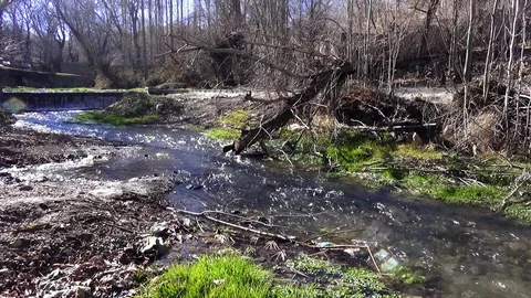 River in the wood Stock Footage 122353482