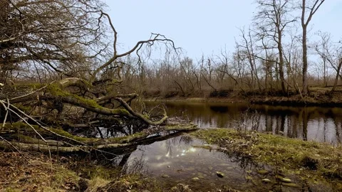 River in the woods with fallen tree in the water Stock Footage 232372488