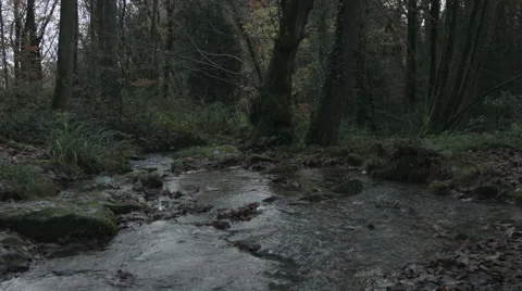 River in the Woods Video stock 44265355
