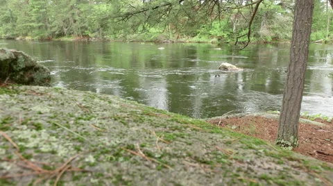 River in the Woods 库存影片 49460873