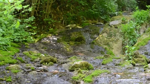 River on the woods Video stock 77848516