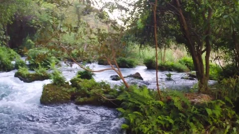 River in the woods Vídeo Stock 85244404