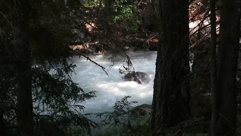 River in the woods Stock Footage 102047366