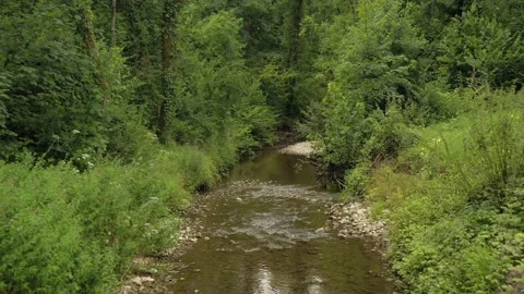 River &amp; woods Video stock 137172751