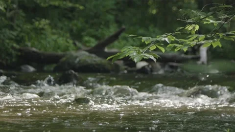 A river in the woods Stock Footage 137531370