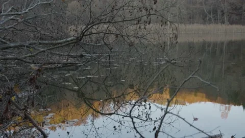 River in the woods 库存影片 212020667