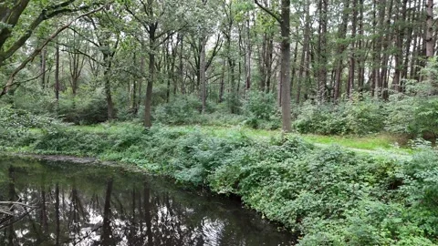 River in the woods Stock Footage 249016369