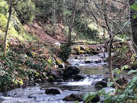 River In Woods Stock Photos