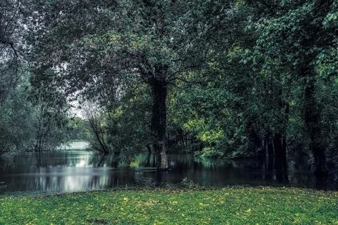 River into the woods Stock Photos