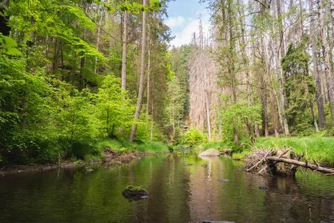 River in the woods Stock Photos