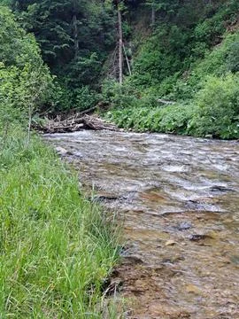 River in the woods Stock Photos