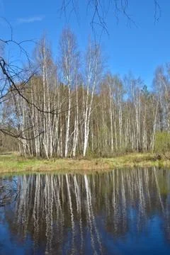 River in the woods in  spring. Stock Photos