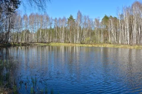 River in the woods in  spring. Stock Photos