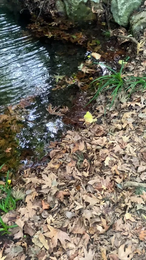 A river in the woods. Stream. Fallen leaves. Vertical video Stock Footage 286340185