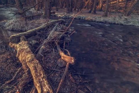 River in the woods in winter. Stock Photos