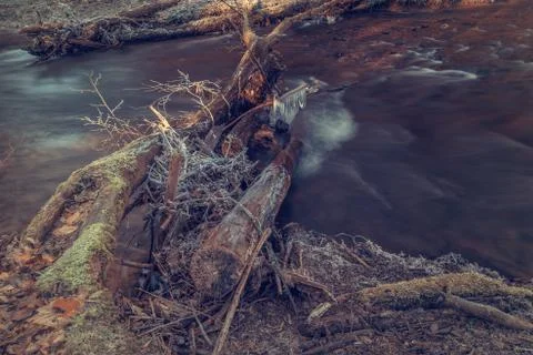 River in the woods in winter. Stock Photos