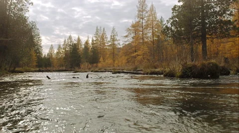 River in Yellow Wood Vidéo 48873283