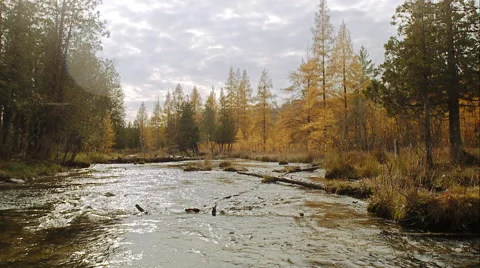 River in a Yellow Wood Vidéo 50440154