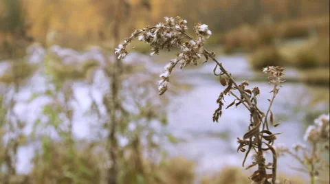 River in Yellow Wood Stock Footage 50440349