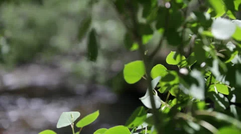 River, Yosemite Park 스톡 동영상 24792036