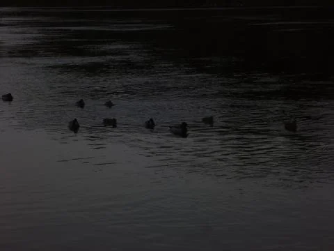 River_birds Fotos Stock