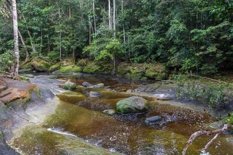 Riverbank of Amazon River deep in the rainforest surrounded by tropical foliage Stock Photos