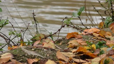 Riverbank in Autumn Video stock 44305635