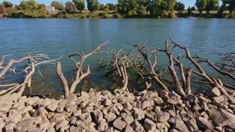 Riverbank Erosion Control Using Branches and Riprap on the Sacramento River Leve Stock Footage 320021815