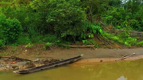  Riverbank Forest Plants Stock Footage 323142911