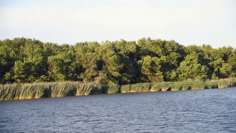 Riverbank full of plansts Stock Footage 222792621