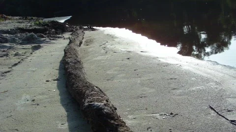 Riverbank Log Stock Footage 486842