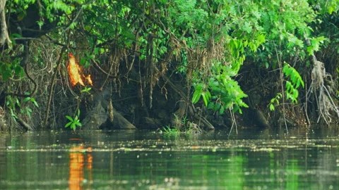Riverbank in the southern Amazon rainforest where flames burn beneath dense Stock Footage 340294920